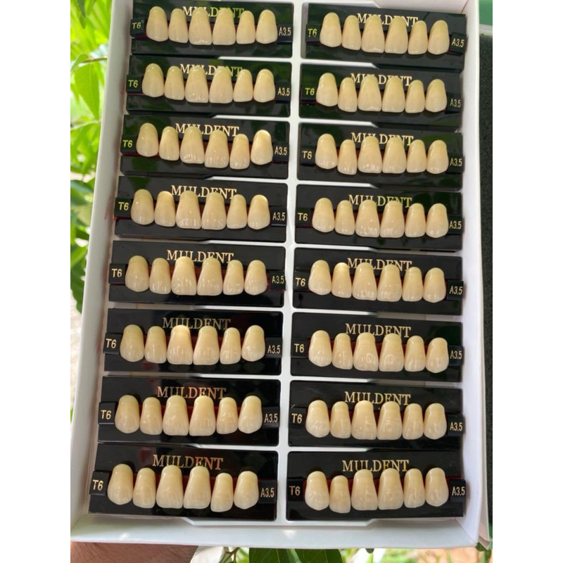 gigi palsu Muldent depan atas isi 16 papan satu kotak