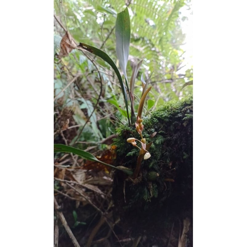 Anggrek Hutan,