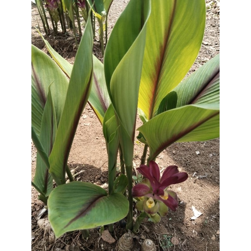 

daun kunyit putih segar 300gram