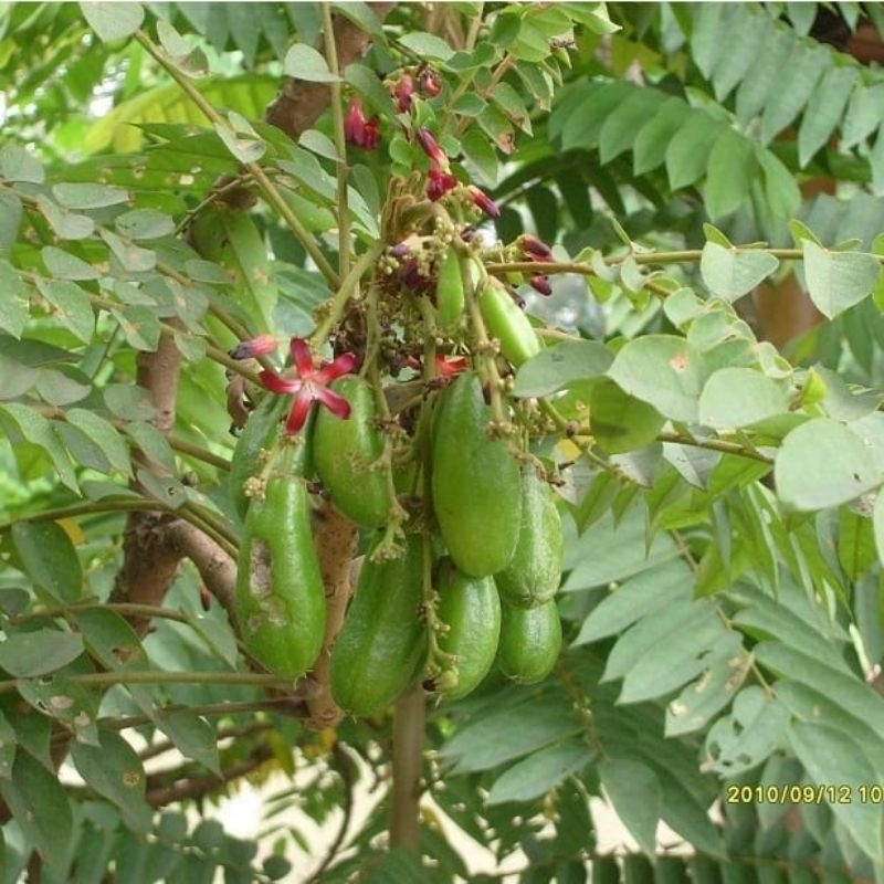 

daun blimbing wuluh original paket 250 gr di petik saat orderan masuk