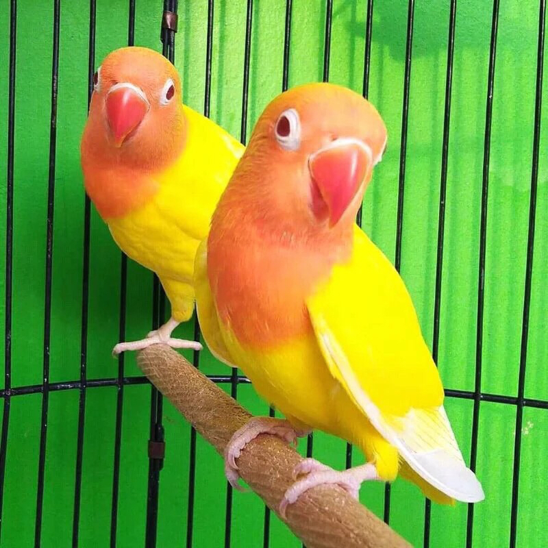 LOVEBIRD BIOLA LUTINO MATA MERAH