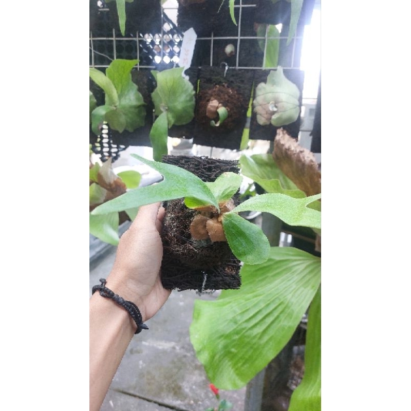 Platycerium Alcicorne Africa