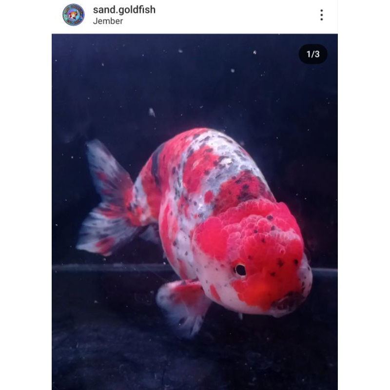 Koleksi Ikan Mas Koki Goldfish Ranchu Calicow 17cm