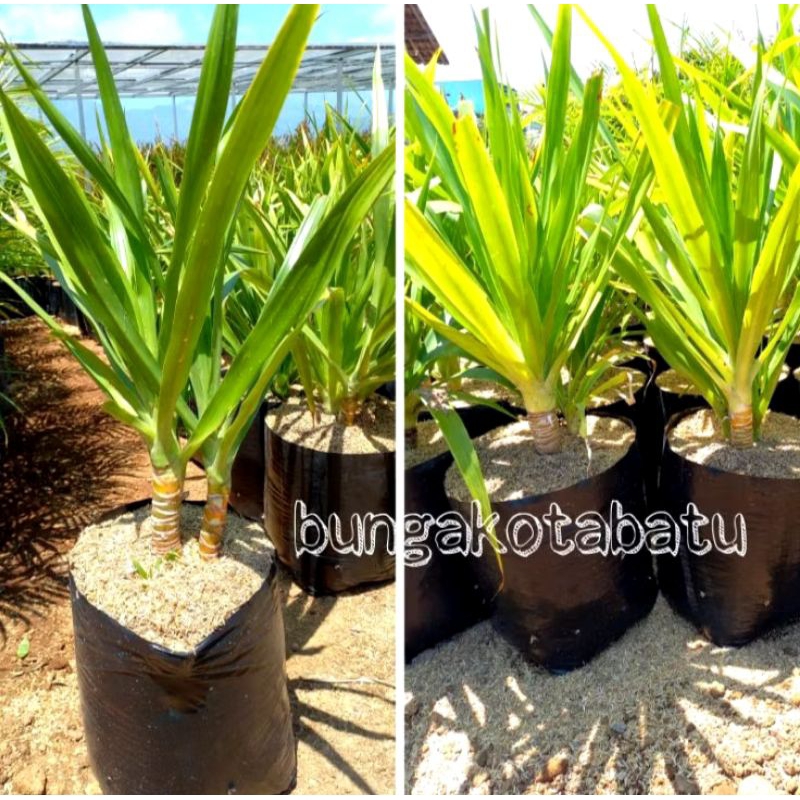 Tanaman hias hidup pohon pandan Bali indoor dan outdoor