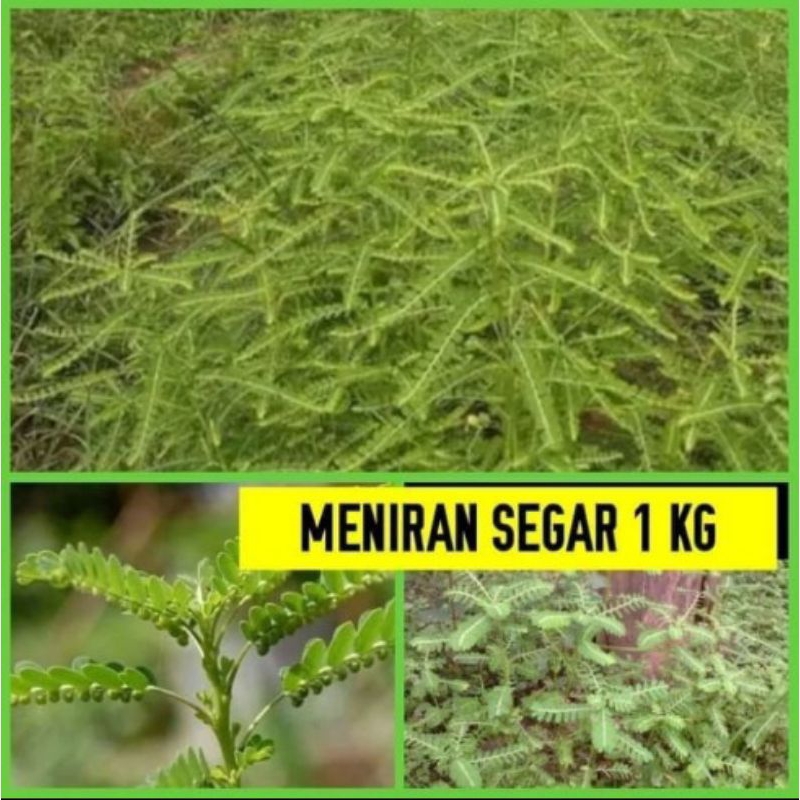 

Daun meniran segar 1kg