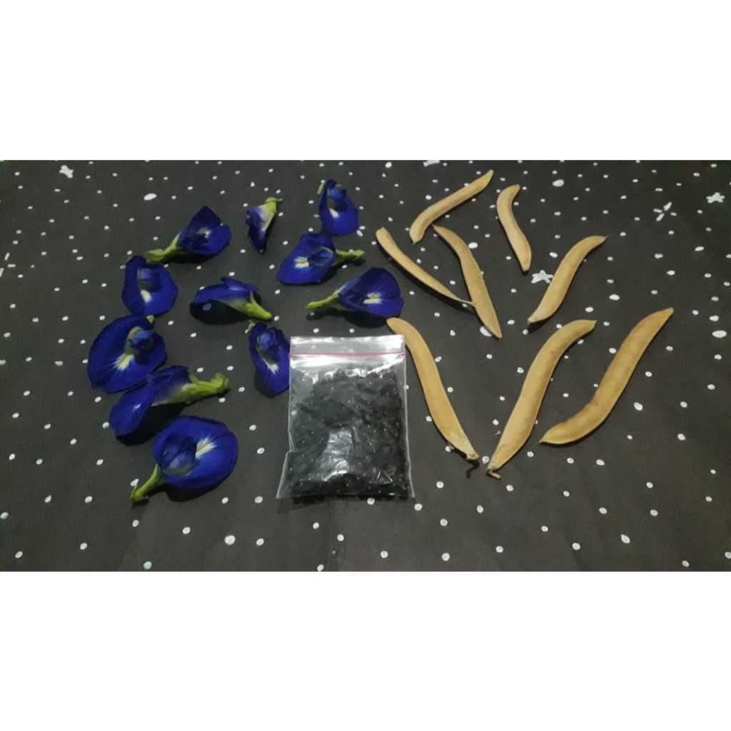 BIJI/BENIH BUNGA TELANG BIRU