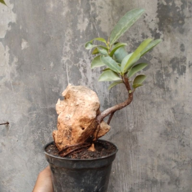 bahan bonsai iprik otr