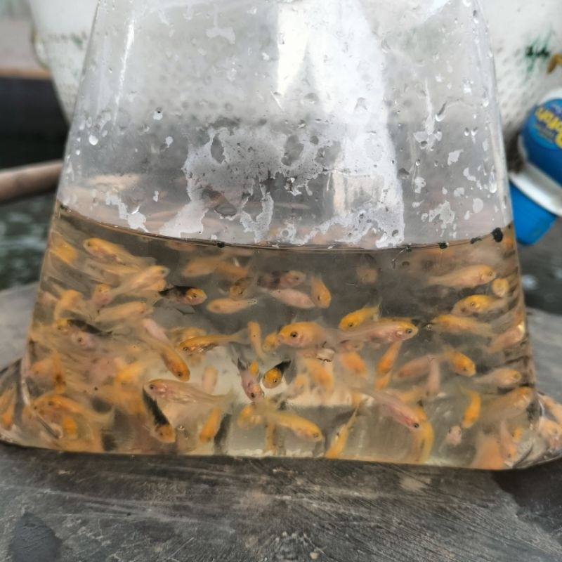 pakan/200ekor bibit ikan koi blitar size 2 cm.usia 20,25hari