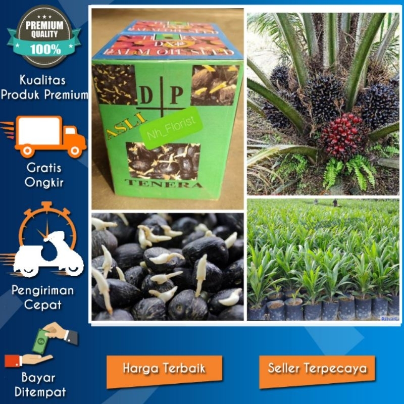 BIBIT BENIH KECAMBAH SAWIT  DXP TENERA ( ISI150 & 250 BUTIR ) BERSERTIFIKAT
