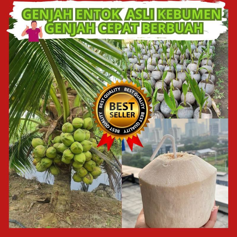 Entok Genjah Super,  Kelapa Entok Genjah Besar, Kelapa Entog