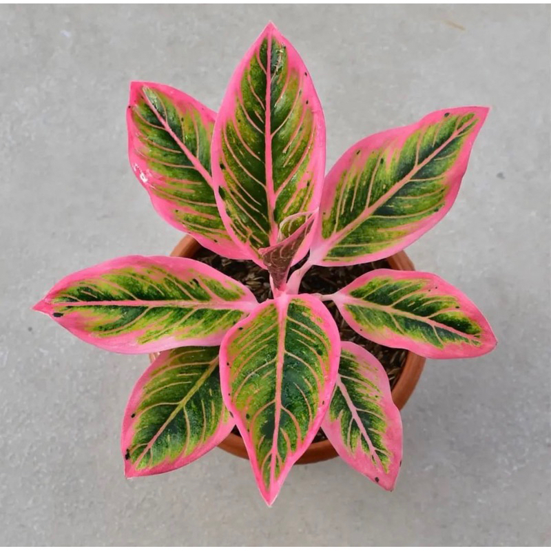 aglonema lotus delight