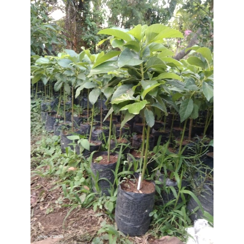 COD bibit alpukat Kelud okulasi - bibit alpukat Kelud tinggi 85cm-95cm murah valid - Alpukat Kelud 1