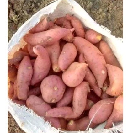 

ketela madu 1 kg ubi madu umbi madu