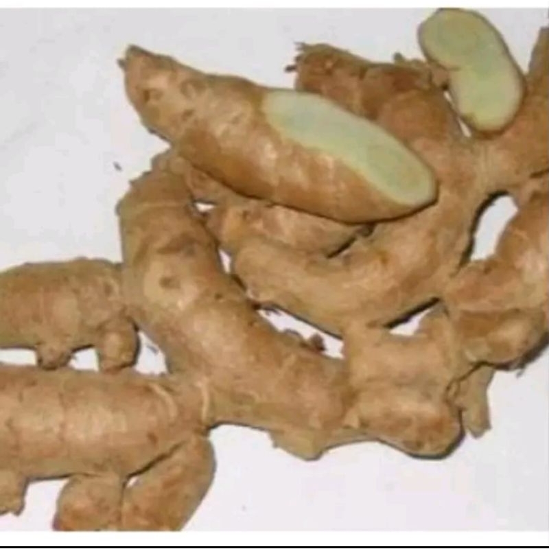 

Temu Putih Segar 500gr 1000gr