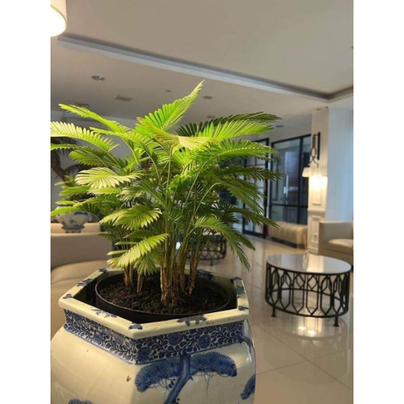 Rotan Paris/Palem Mini