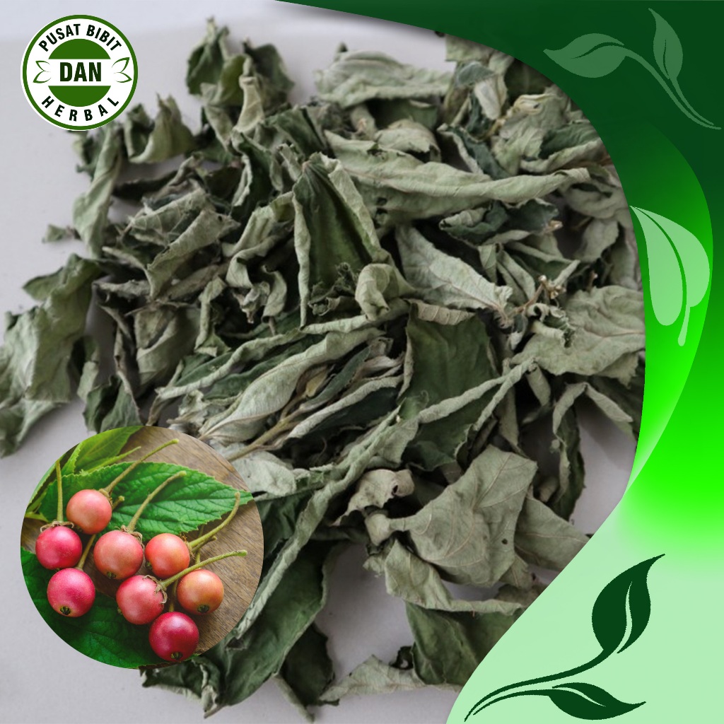 

Daun Kersen Kering 1 Kg Siap Pakai Obat Herbal alami - Pusat Bibit Dan herbal
