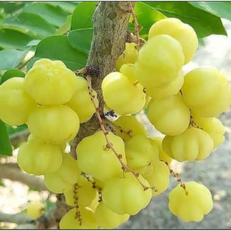 

Bibit Buah Cermai