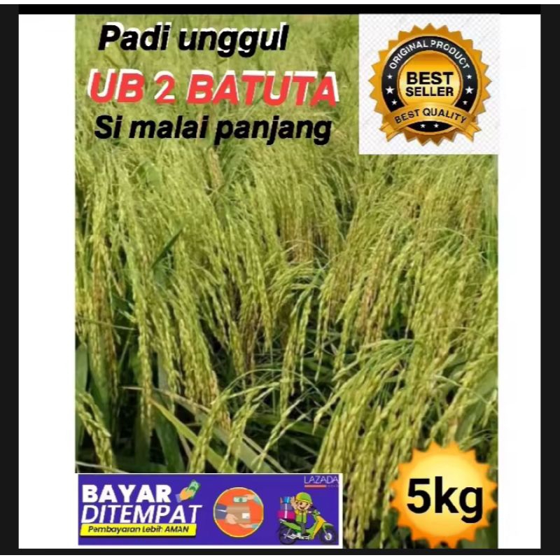 Benih padi unggul UB 2 BATUTA malai panjang kemasan 5kg