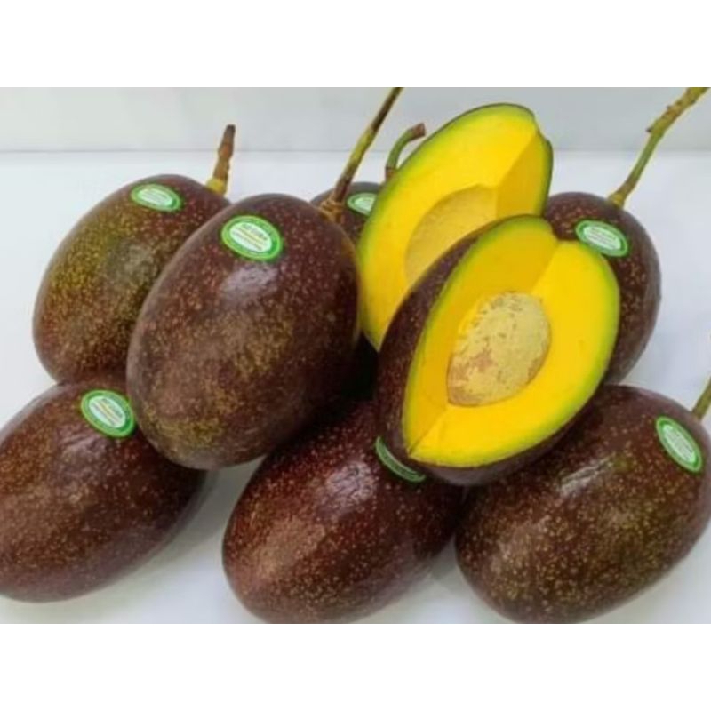 PAKET HEMAT 3 BIBIT ALPUKAT OKULASI 3 BIBIT