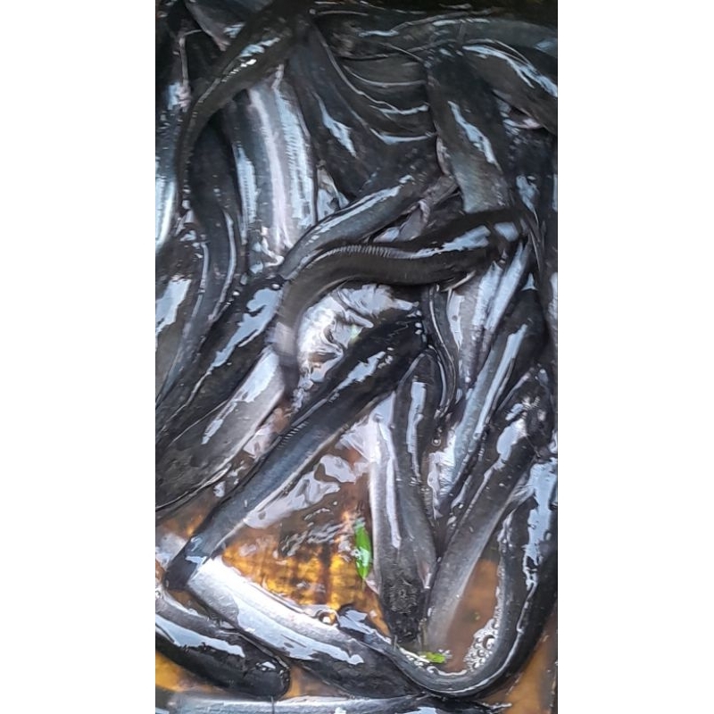 

IKAN LELE UNTUK MAKAN 1 Kg