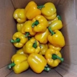 

paprika kuning fresh segar