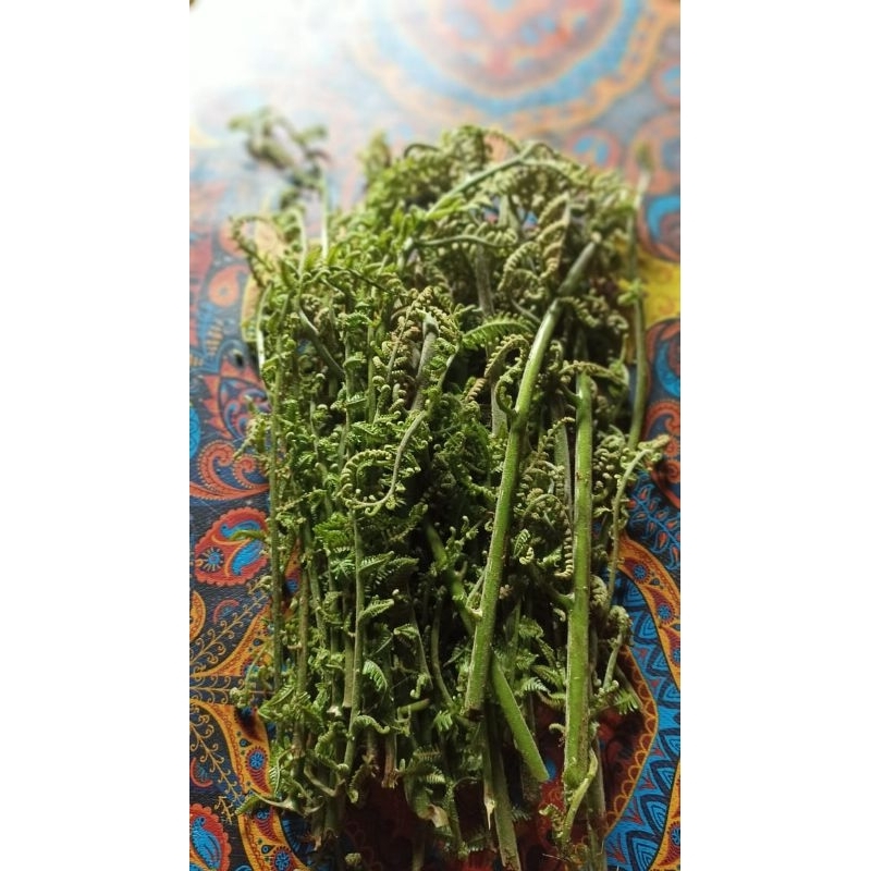 

Pakis Sayur Segar.500 gram