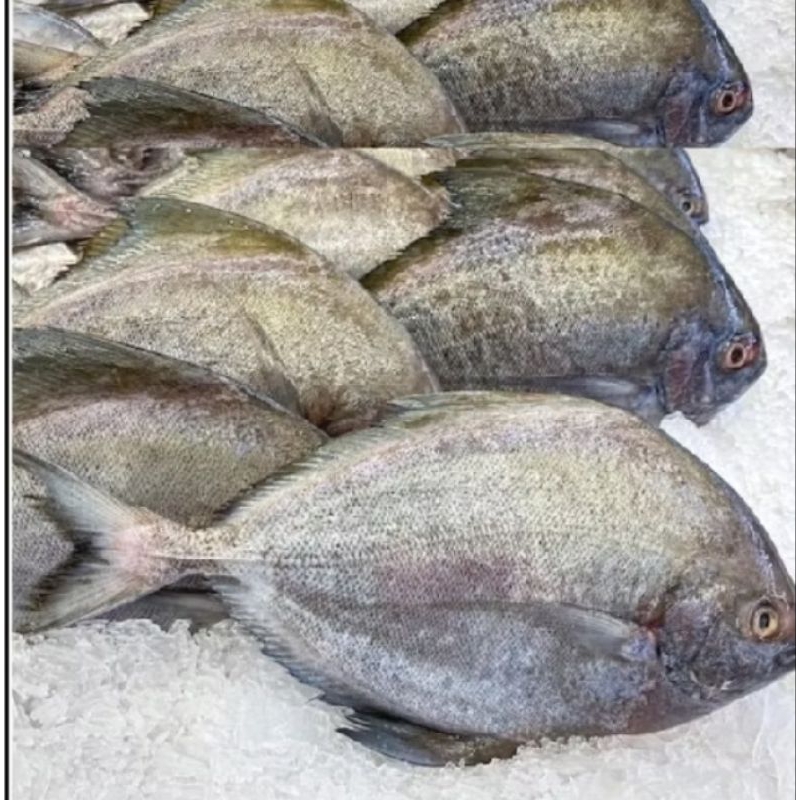 

ikan bawal laut 1kg