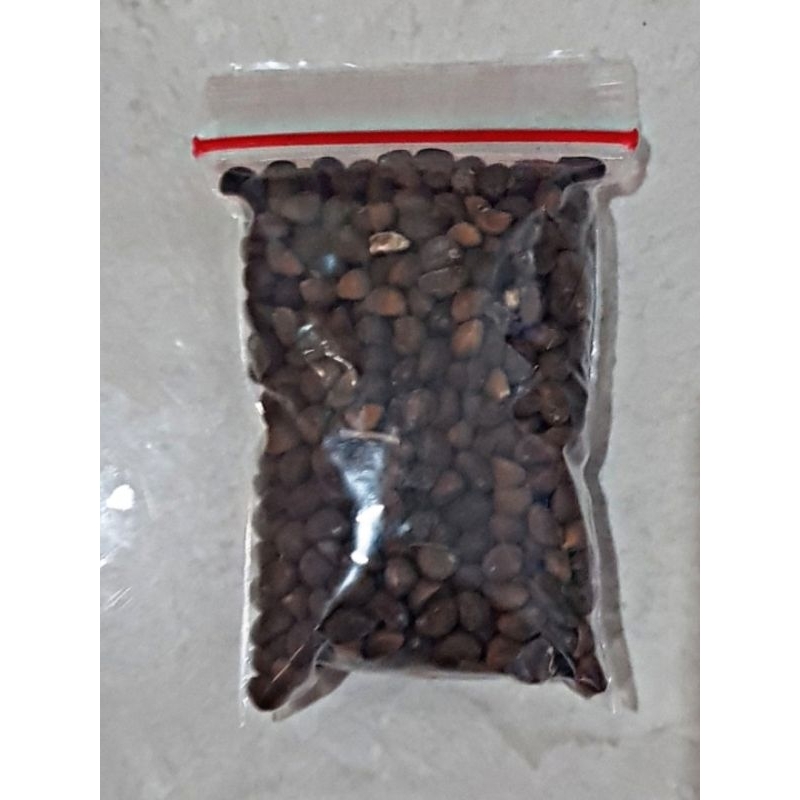 Bibit Benih Kangkung Super Cocok untuk Hidroponik, Organik