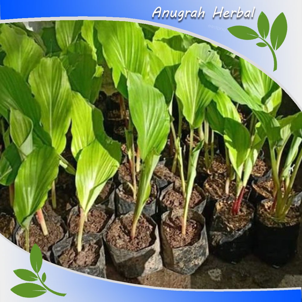 bibit tanaman kunyit hitam thailand