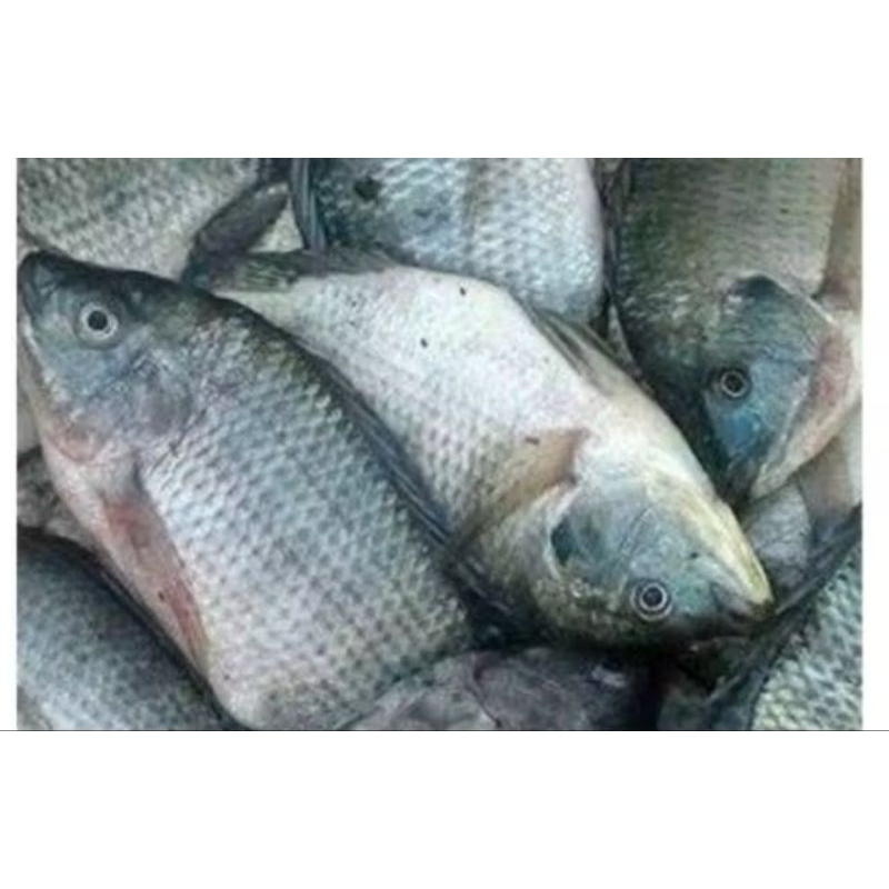 

IKAN NILA SEGAR 1KG