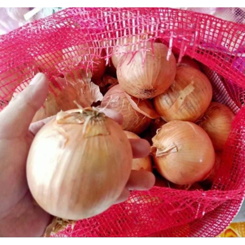 

Bawang Bombay kemasan 1kg