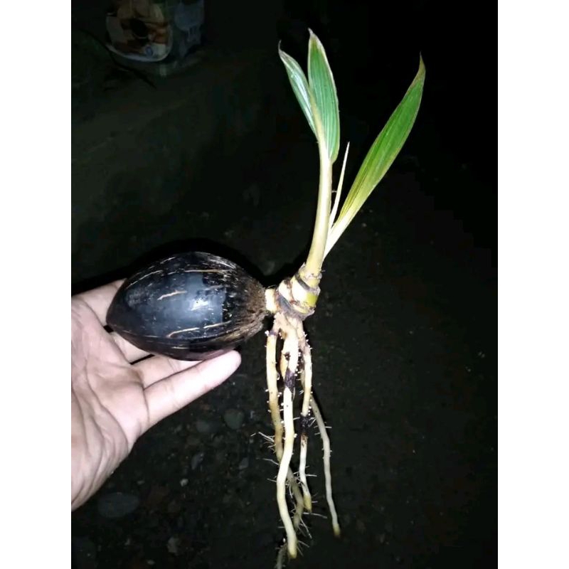 (PROMO) Kelapa bahan bonsai // bahan bonsai kelapa