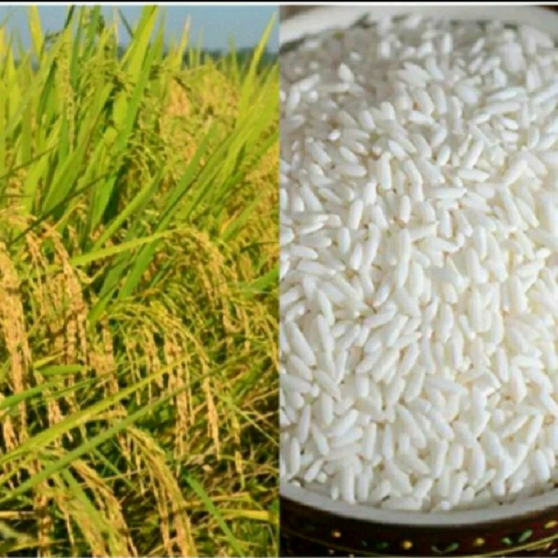 

PROMO 500 GRAM KETAN GRENDEL PUTIH PULUT UNGGULAN