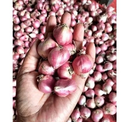 

BAWANG MERAH / BRAMBANG UKURAN SEDANG - BESAR