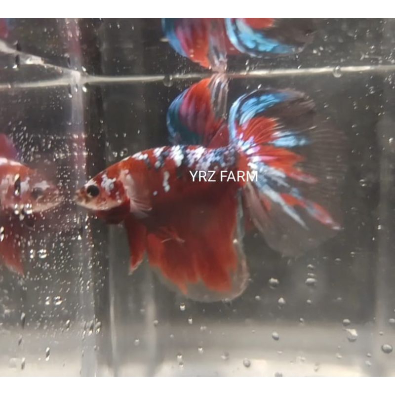 Cupang Hias Halfmoon Multicolor Red Koi Galaksi Size L Hiasan Aquarium