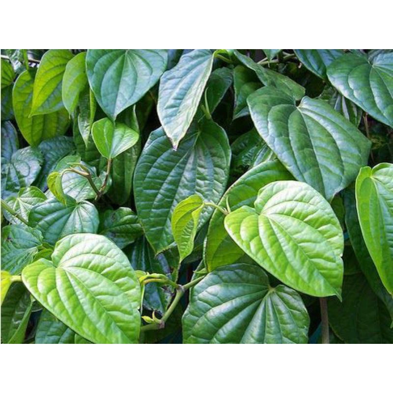 

daun sirih kampung