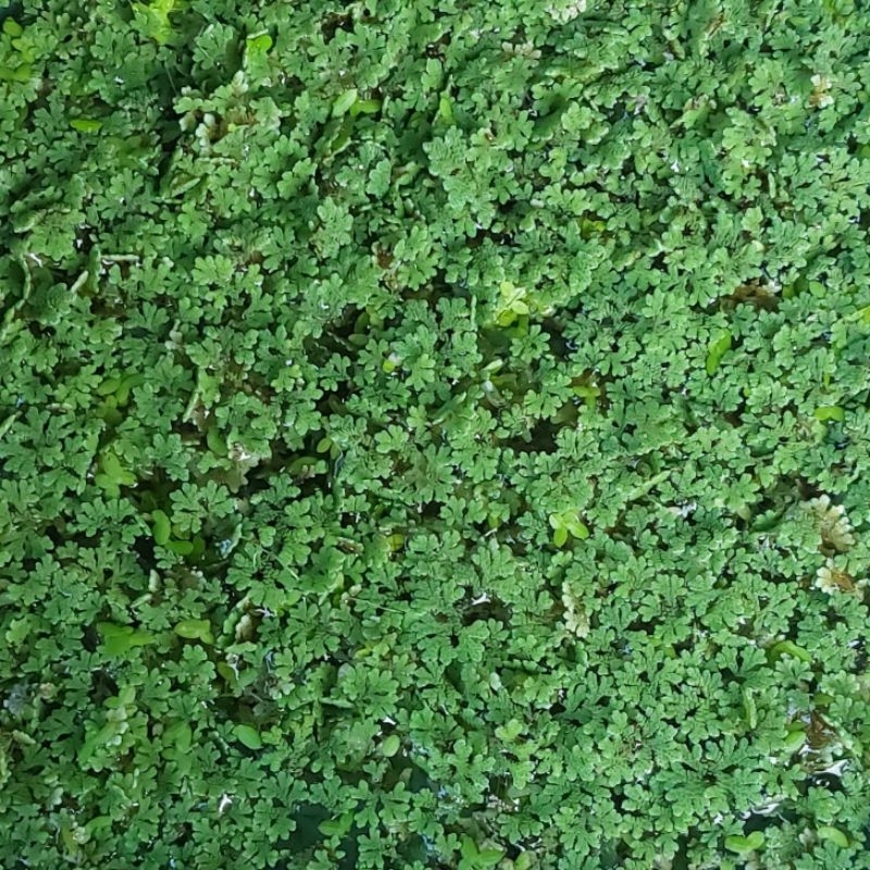 Az1 AZOLLA  / Mata Lele Bibit Pakan Ikan Dan UNGGAS Alternatif ‼️ COD