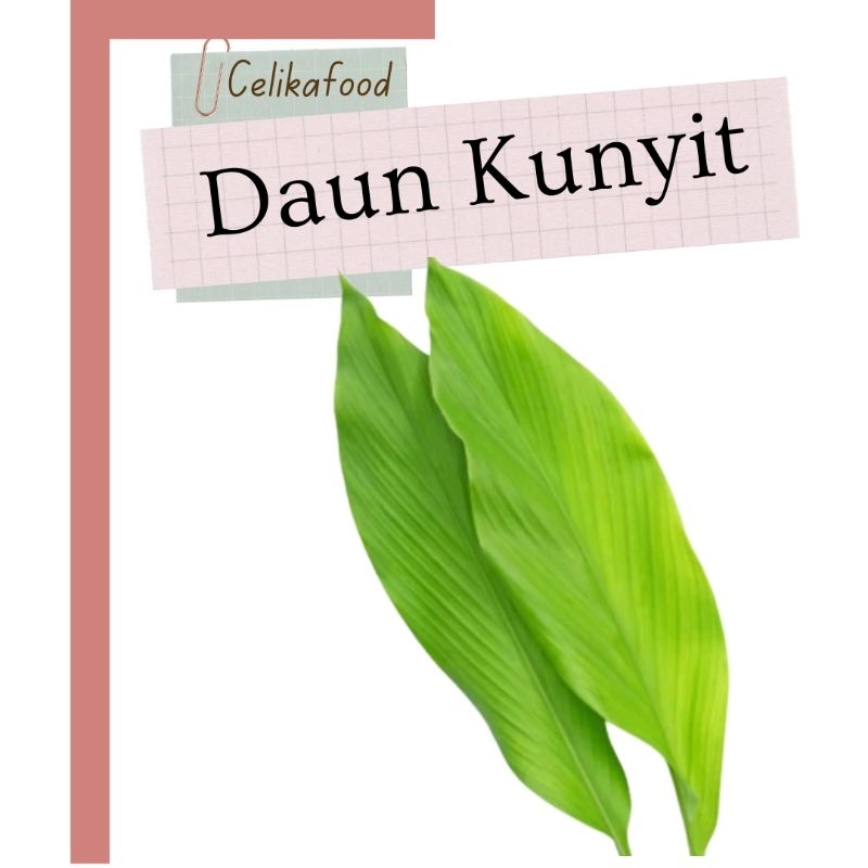 

Daun Kunyit 1 Iket Koneng Kunir Fresh