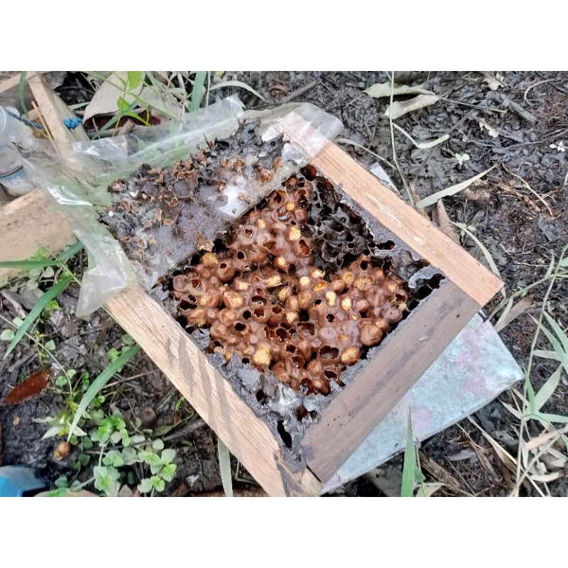 

Madu Trigona Bee Pollen Plus Kandungan Royal Jelly dan Propolis 1Kg Murni 100% Madu Trigona Program Hamil Penambah Stamina Pria Wanita dari Hutan Kalimantan
