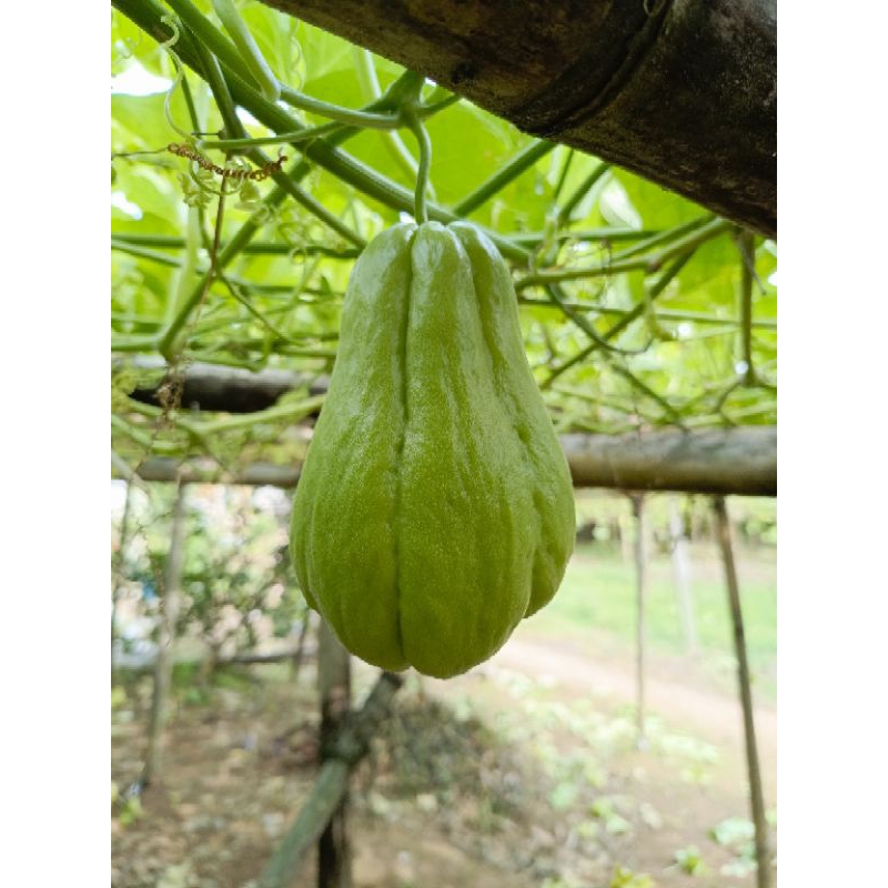 

Labu Siam Fresh 300 gram