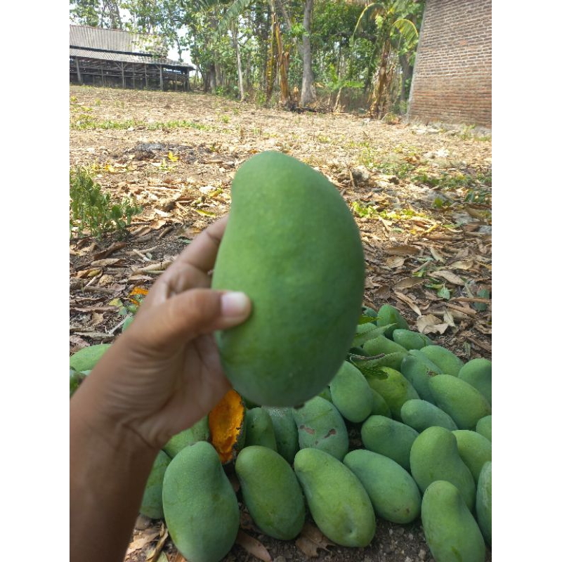 

mangga desa