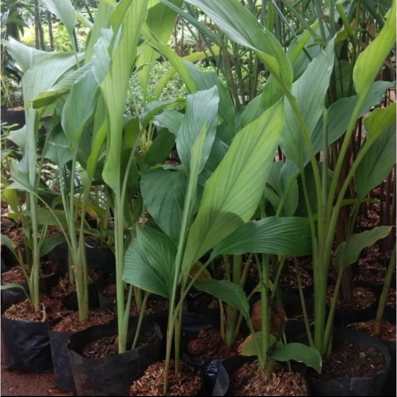 

bibit kunyit segar tanpa pot isi 8 bibit