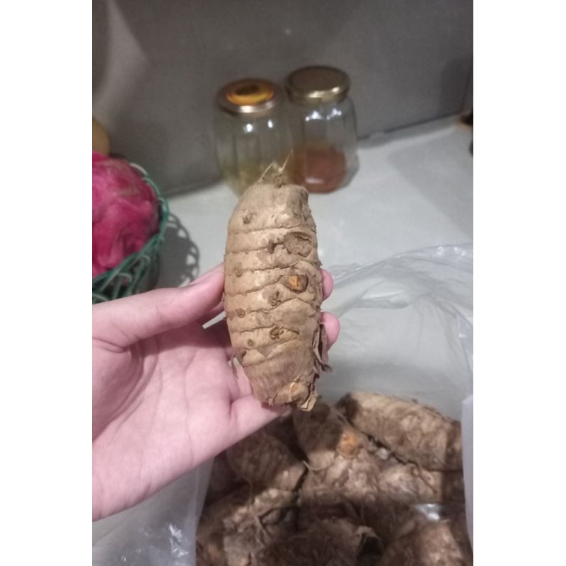 

kunyit besar presh 500 gram