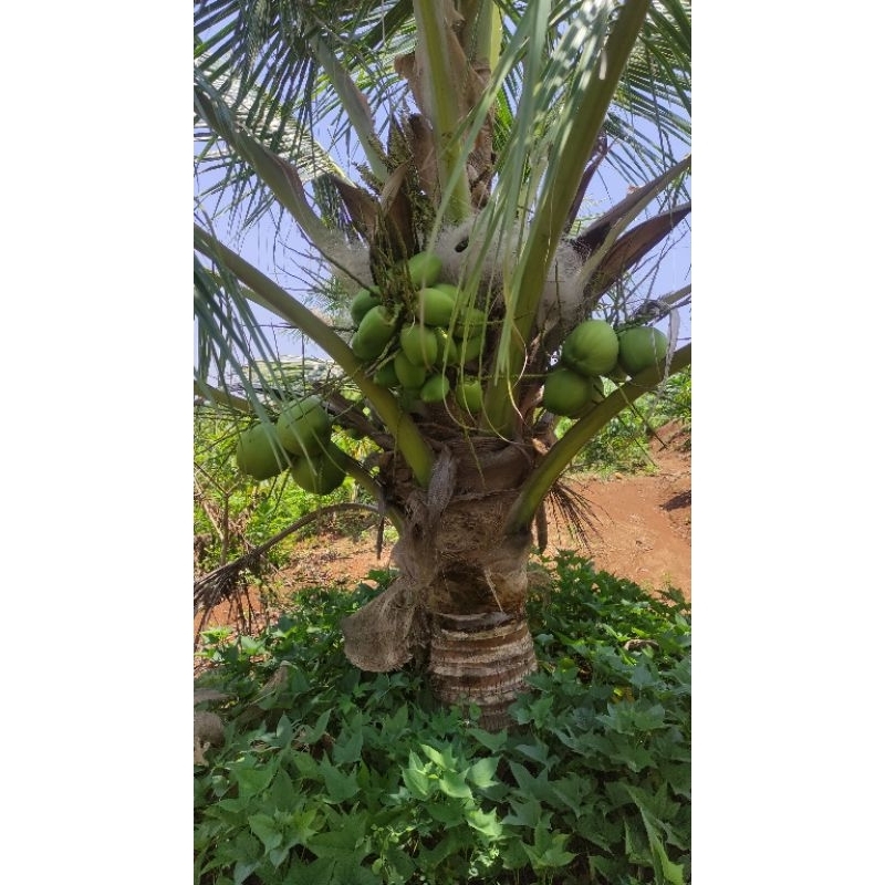 Bibit Kelapa Pandan Wangi F1