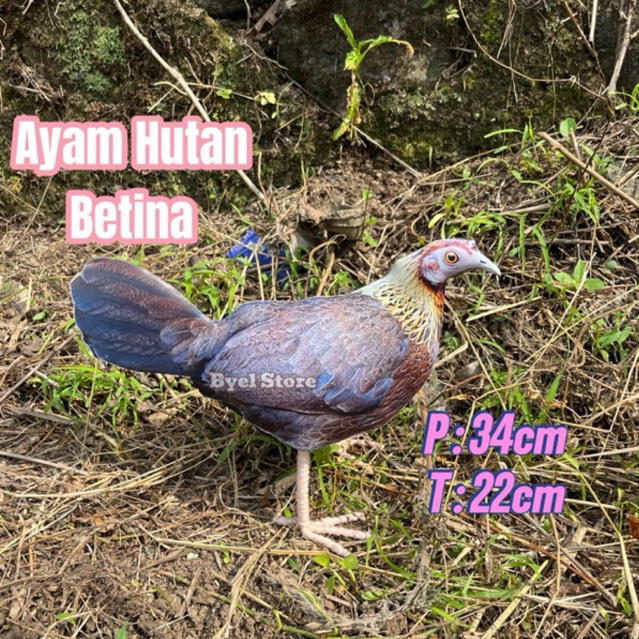 Patung Ayam Hutan Betina