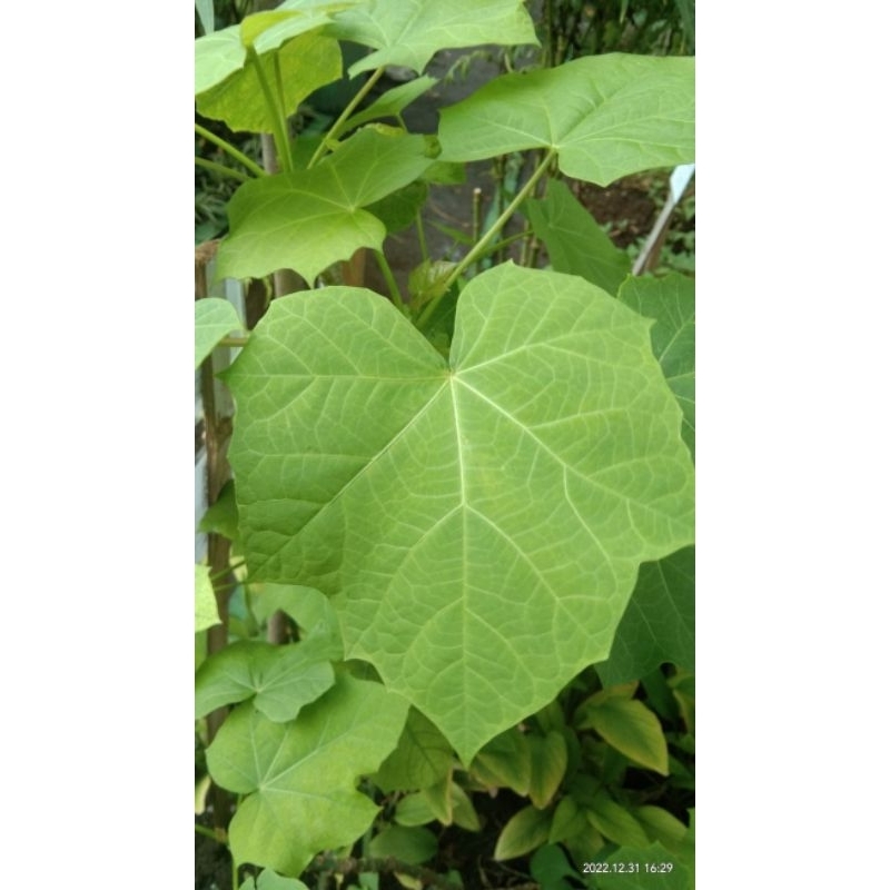 

DAUN JARAK PAGAR SEGAR PERLEMBAR MURAH