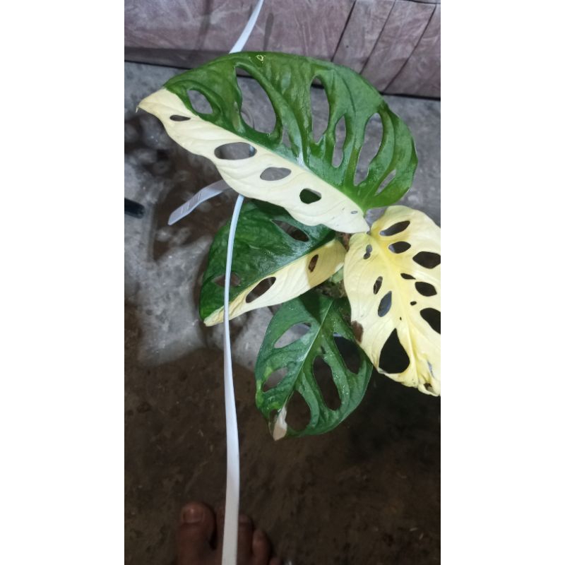 monstera janbol japan variegata/janda bolong variegata japan