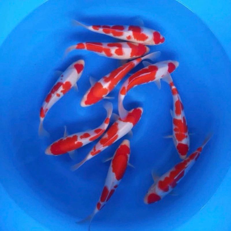 

PAKET 6 EKOR KOI KOHAKU BERKUALITAS