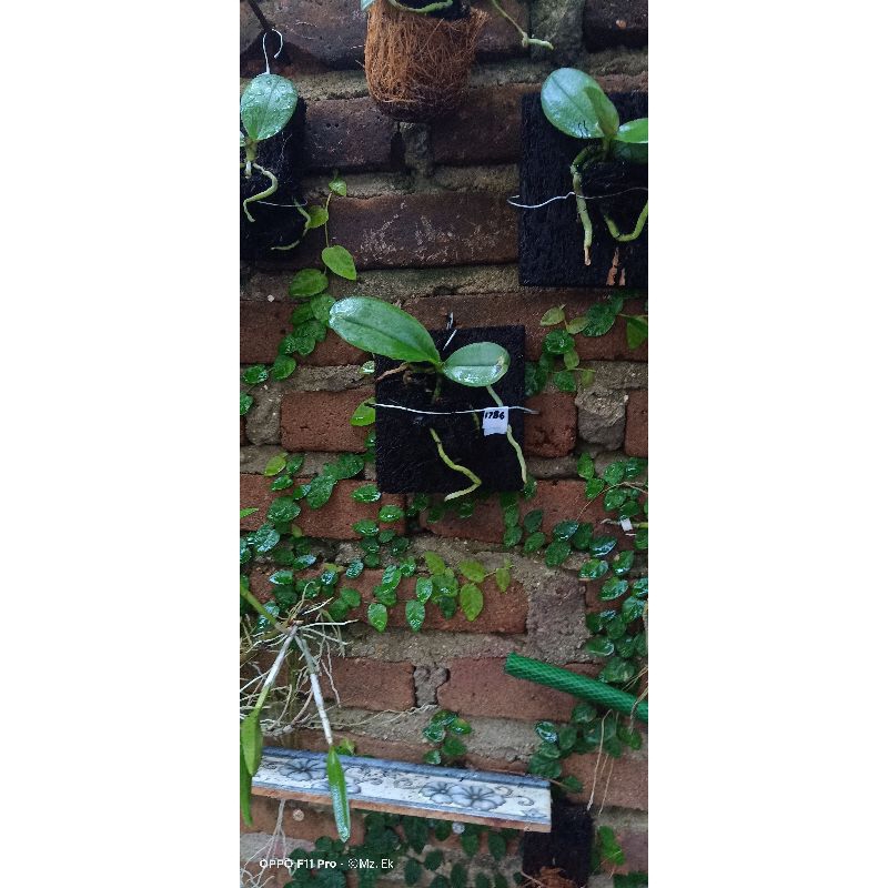 Anggrek Bulan remaja