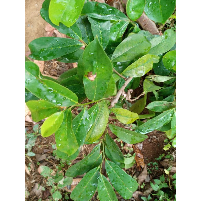 

daun sirsak obat herbal